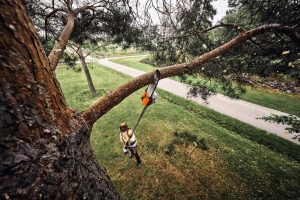 STIHL HTA 160 Akku-Hochentaster | 1/4″ PM3 Schneidgarnitur 30 cm