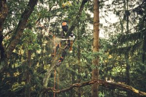 STIHL MSA 220 TC-O Akku-Kettensäge | 3/8″ PS3 Pro Schneidgarnitur 30 cm