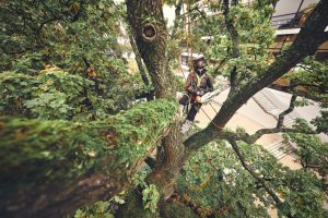 STIHL MSA 220 TC-O Akku-Kettensäge | 3/8″ PS3 Pro Schneidgarnitur 35 cm